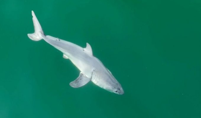First ever footage of a newborn great white shark pup (5 photos + 1 video)