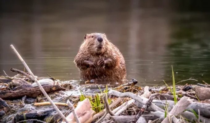 Flooded by almost a meter: beavers "terrorize" a village in Scotland, and the authorities are silent (4 photos)