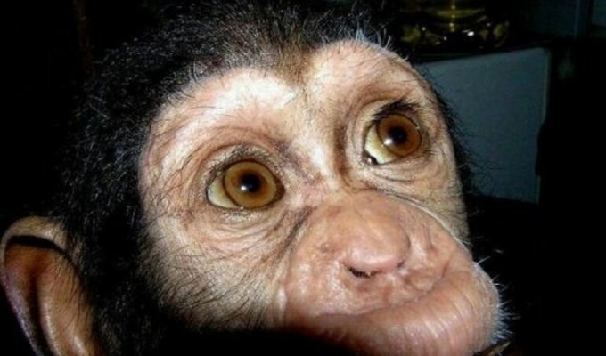 От шимпанзе отказалась мама, но его усыновили (8 фото)