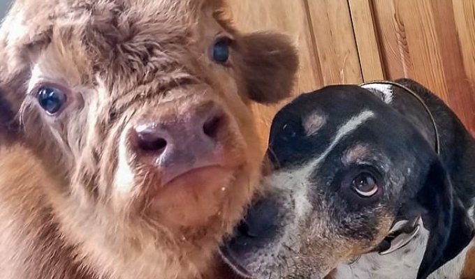 Отвергнутого стадом теленка воспитали собаки (5 фото + 1 видео)