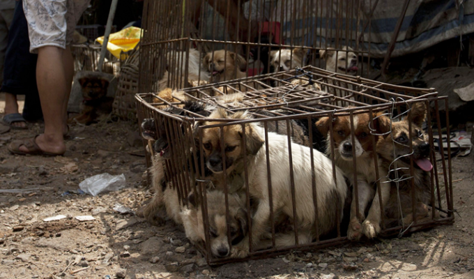 Китайцам наконец-то запретили есть собак (11 фото)