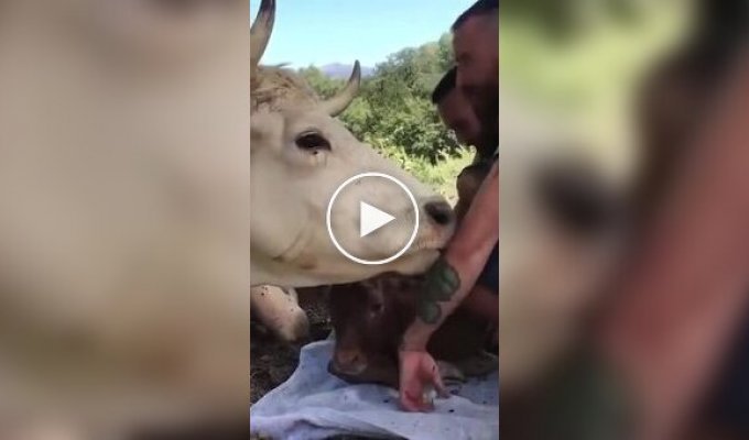 Мама-корова выражает благодарность доброму человеку, который спас ее и помог родить теленка