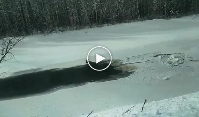 Спасение косули в холодной воде среди льда