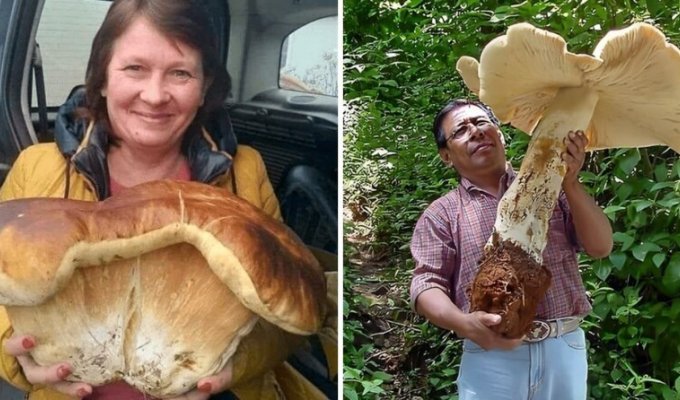 19 случаев, когда люди отправились в лес и наткнулись на настоящий грибной клад (20 фото)