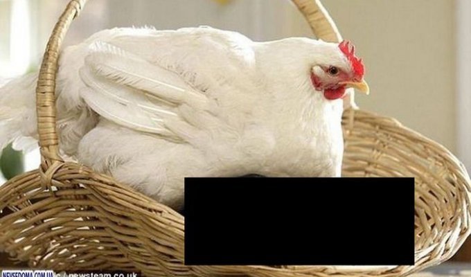 Какие большие цыплята (3 фото)