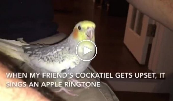 Попугай напевает рингтон iPhone