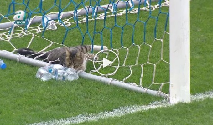 Кіт вирішив відпочити у футбольних воротах під час матчу