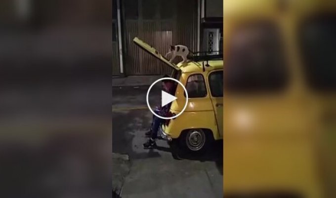 Покушение кота на человека попало на видео