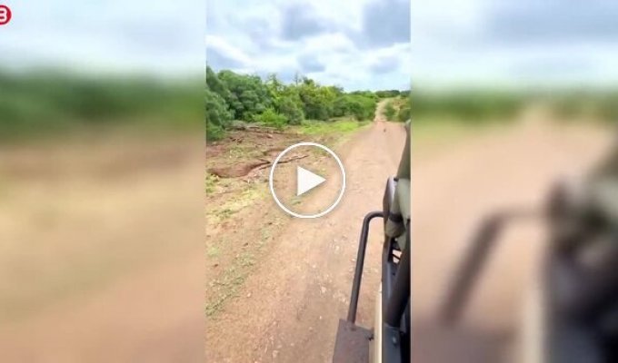 Лев и бородавочник: напряженная встреча в дикой природе