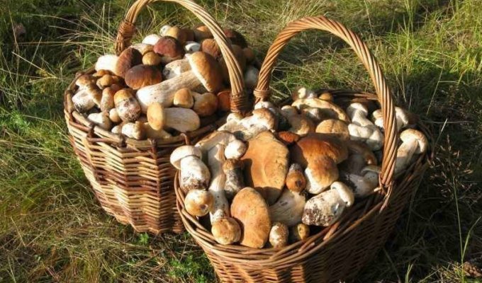 Два пенсионера собрали 19 кг грибов и их оштрафовали на 1900 долларов (1 фото)