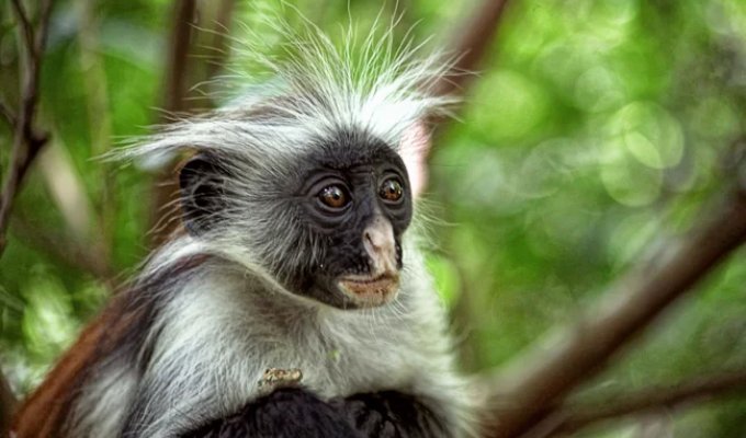 Kirki's colobus: They died in zoos until their strange secret was revealed (9 photos)