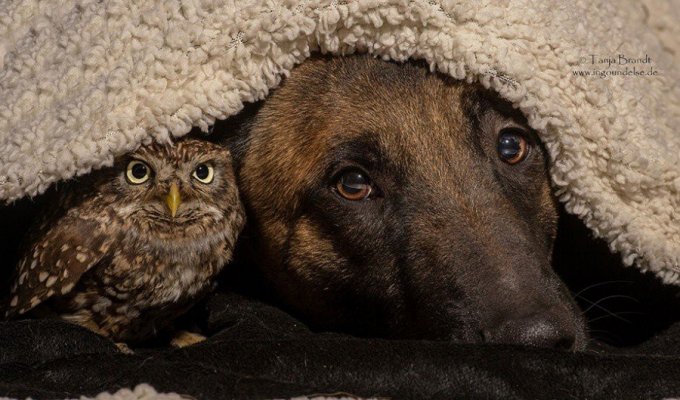 Необычная дружба собаки и совой (8 фото)