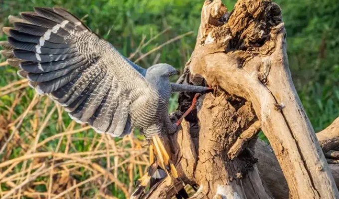 Crane Hawk: Here We Have a Principled Hole-Breaker (9 photos)