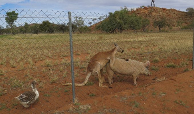 В Австралии гусь-вуйаерист подсматривал за занимавшимися сексом свиньей и кенгуру (10 фото)