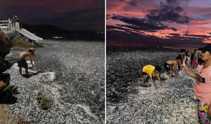 Grunion: during the full moon, clouds of these fish are washed ashore (10 photos)