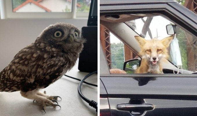 15 Cases When Animals Suddenly Ended Up In The Most Unobvious Places (16 Photos)