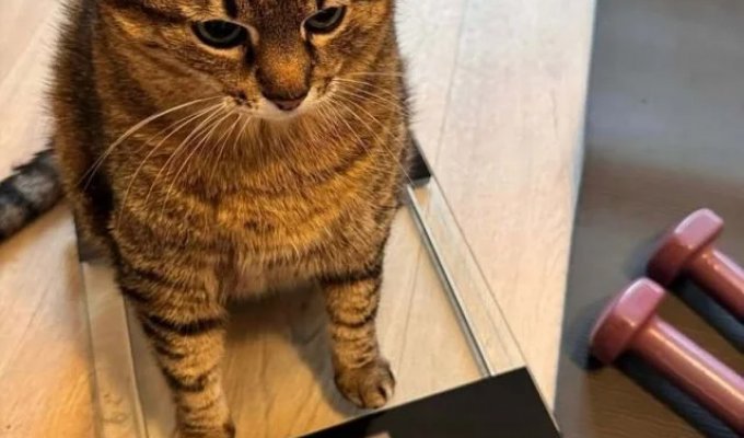 Трагедия в трёх актах (3 фото)