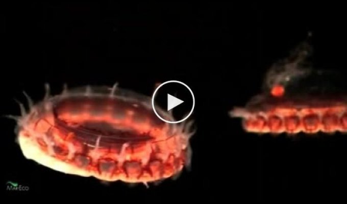 Подводный мир в абсолютной темноте