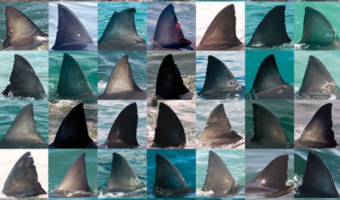 Отпечатки плавников акул (11 фото)