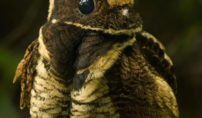 Внимание, ушастый козодой (9 фото)