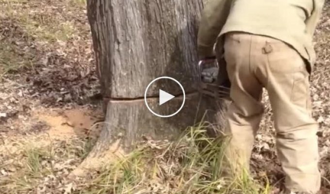 Мужчине пришлось спилить дерево, чтобы спасти четвероногого друга