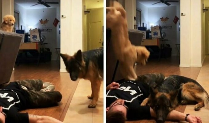 Хозяин притворился мертвым перед собаками, что посмотреть как они отреагируют (9 фото)