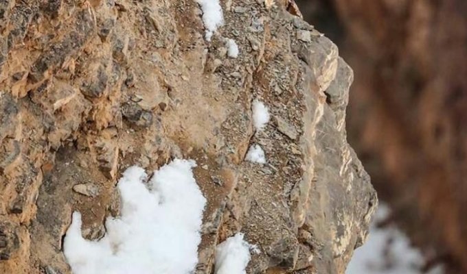The Art of Camouflage: Can you spot a snow leopard blending into its surroundings? (3 photos)