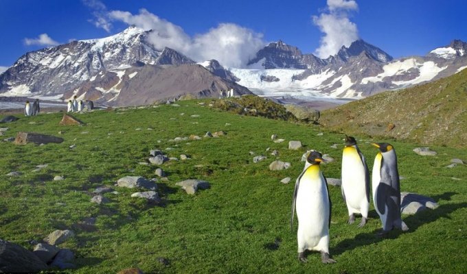Пингвины на острове Южная Джоджия (7 фото)
