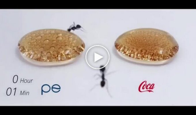 Ants were given a taste of Pepsi and Cola