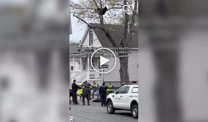 A bear stuck in a tree was rescued in the US