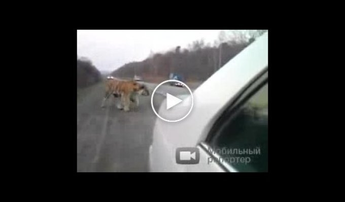 Тигр перекрыл дорогу