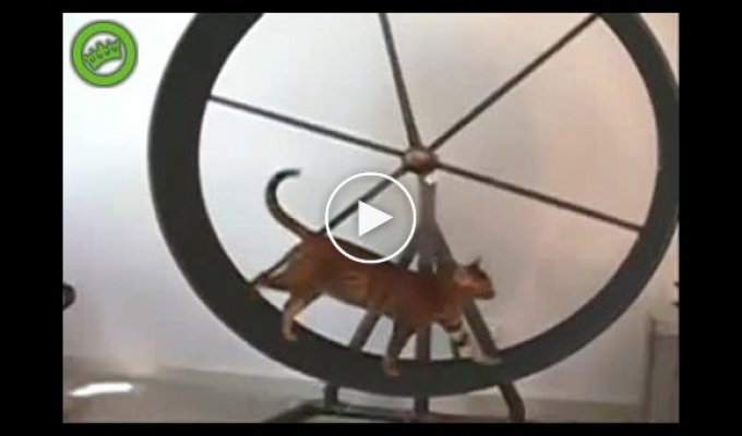 Кошки развлекаются на колесе