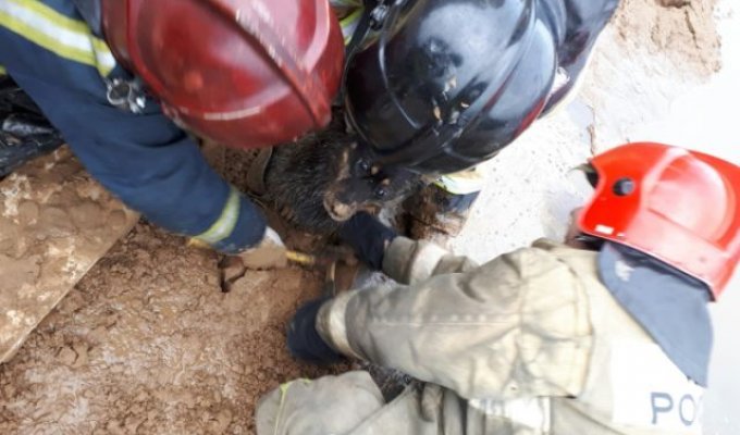 Спасатели высвободили собаку из грязевой ловушки в Санкт-Петербурге (2 фото + видео)
