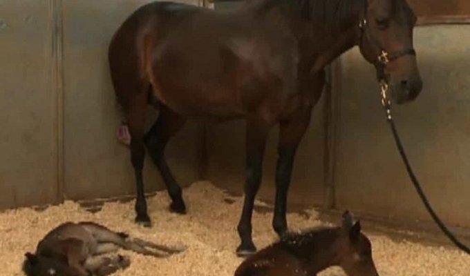 Лошадь смогла родить сразу двоих жеребенков (6 фото + 1 видео)