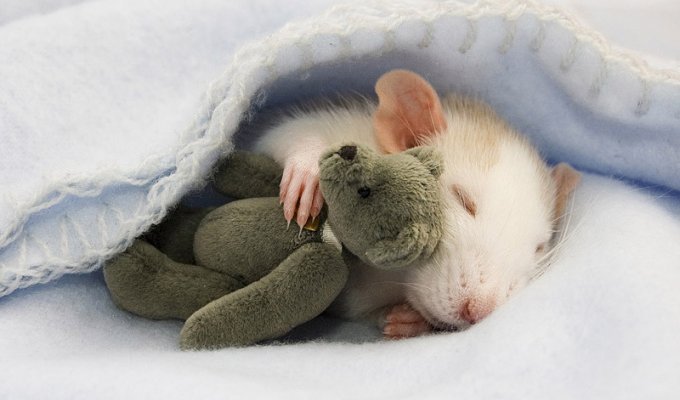Очаровательные крыски с плюшевыми мишками (21 фото)