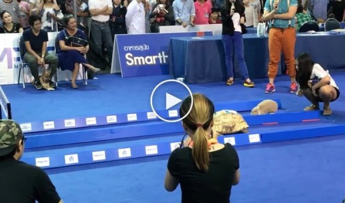 Гонка черепахи и кролика