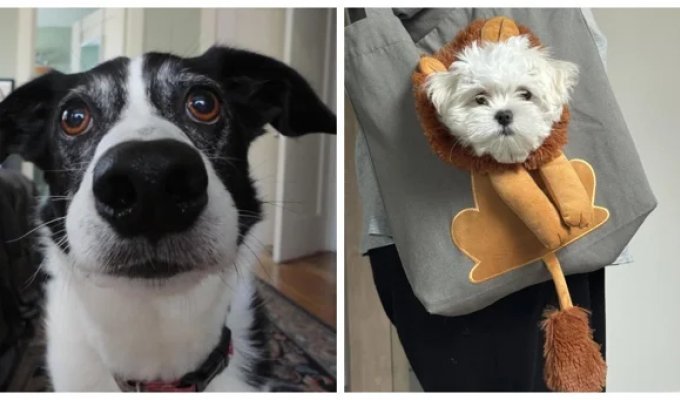 25+ обаятельных пёсиков, которые поднимут настроение и растопят даже ледяное сердце (26 фото)