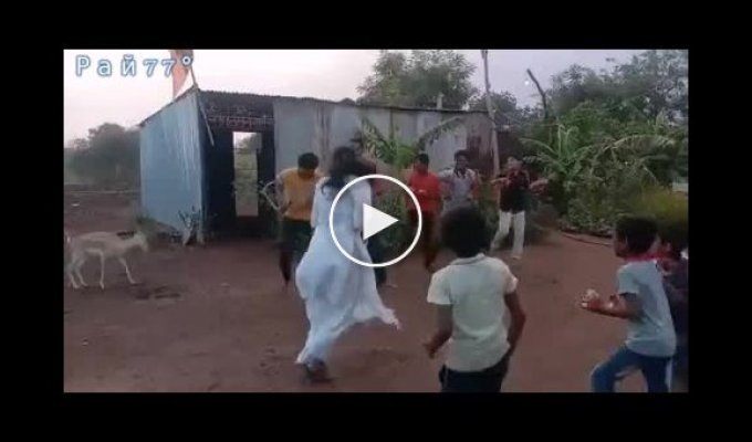 The goat could not resist and started dancing next to the Hare Krishnas in India