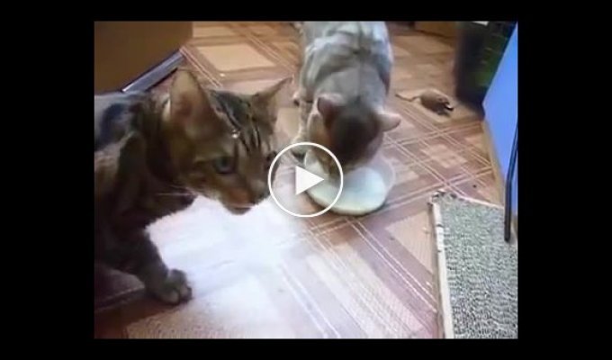 Благородство и предупредительность. Как два кота делили миску с молоком ёж, еда, котики, коты, миска