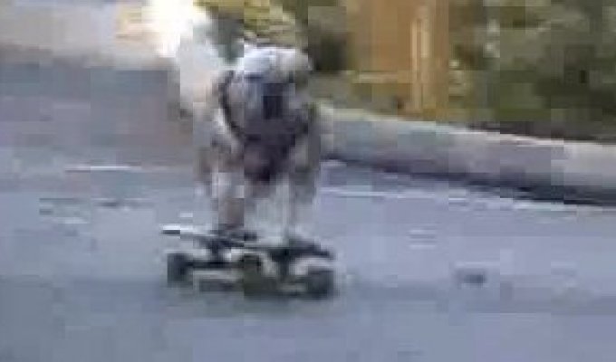 Собака на скейте
