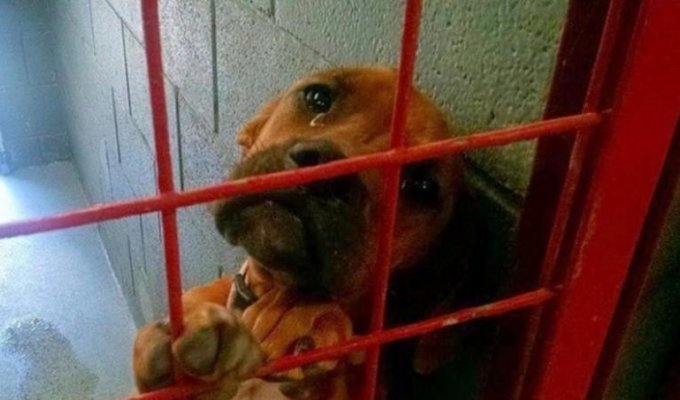 Фото этой печальной собаки разлетелось по Интернету, и всего за несколько дней её жизнь изменилась (2 фото)