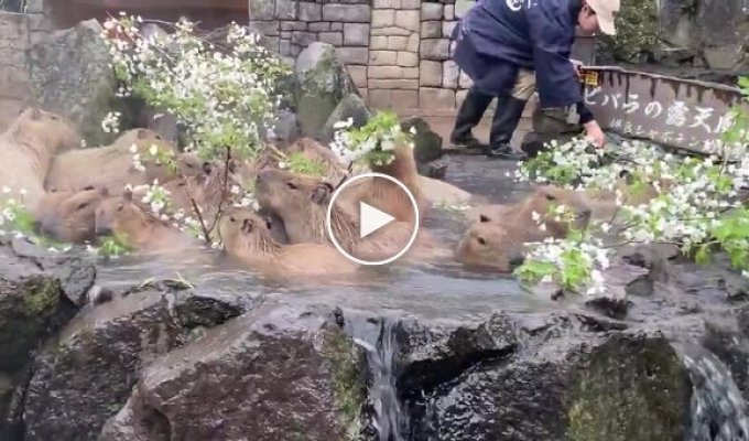 Капибары купаются в горячем источнике