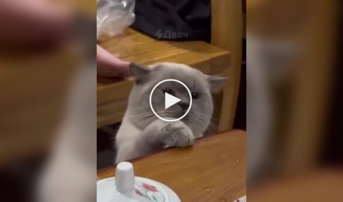 Вороватые коты