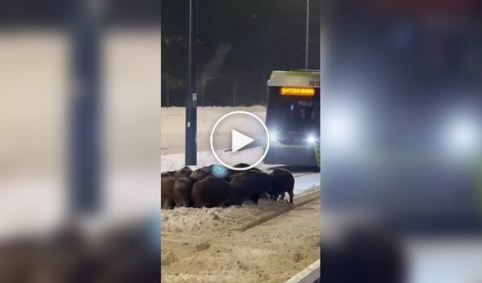 Кабаны устроили сходку на трамвайных путях в Польше