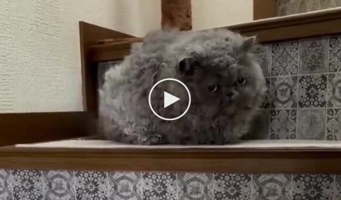 A curly-haired cat
