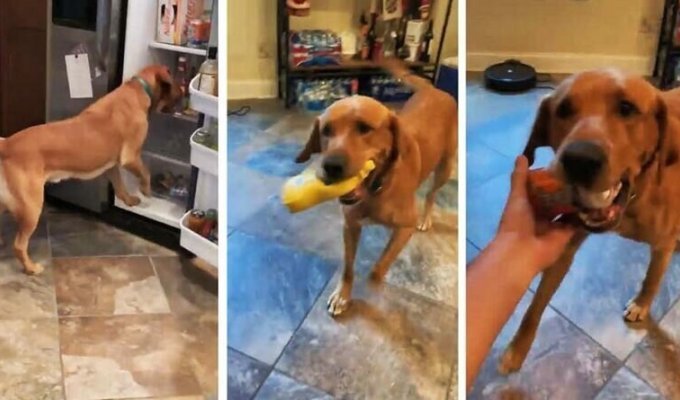 Умный пёс помог владельцу приготовить бутерброд, вытащив из холодильника все необходимые ингредиенты (5 фото + 1 видео)