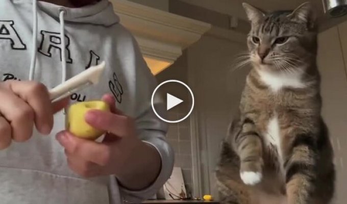 Кот, который очень любит картошку