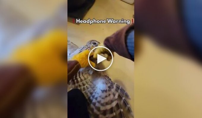 Крик недовольной совы