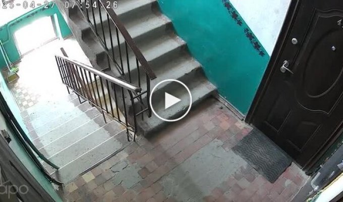 Когда не покормил кота