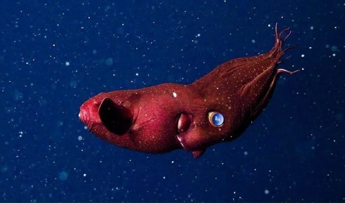 Знакомьтесь: кальмар-вампир — единственный в своем роде обитатель темных вод (4 фото)